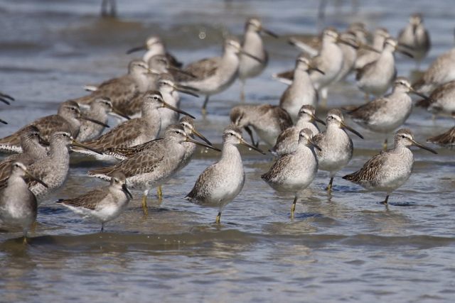 Short-billed Dowitchers